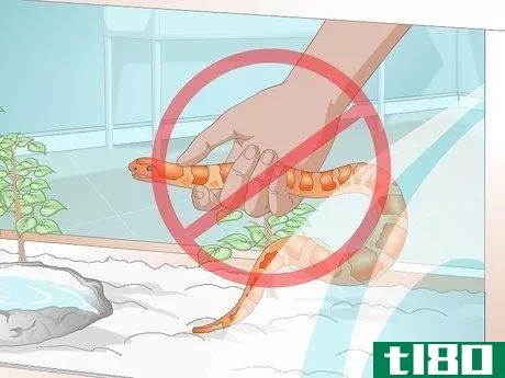 Image titled Feed a Corn Snake Step 10