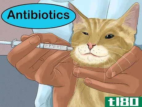 Image titled Diagnose and Treat Flea Allergies in Cats Step 10
