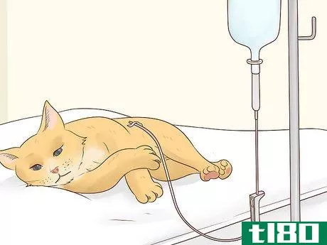 Image titled Feed a Feline Cancer Patient Step 16