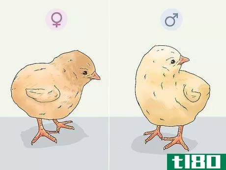 Image titled Determine the Sex of a Chicken Step 2