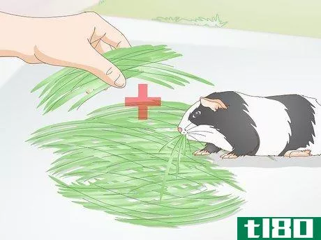 Image titled Feed a Guinea Pig a Well Balanced Meal Step 7