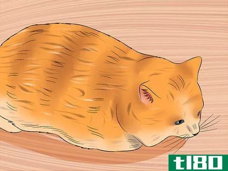 Image titled Diagnose High Thyroid Levels in a Cat Step 5