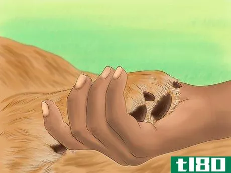 Image titled Clip Dog Nails Step 6