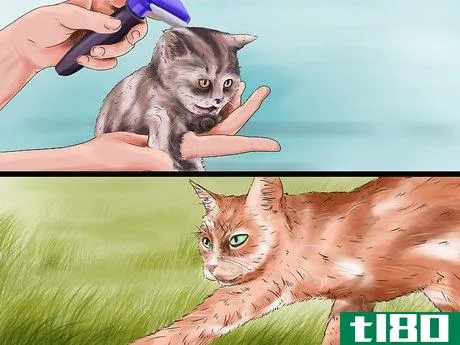 Image titled Determine Why Your Cat Does Not Groom Itself Step 5
