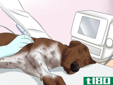 Image titled Diagnose Aortic Stenosis in German Shorthaired Pointers Step 9