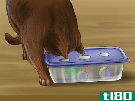 Image titled Feed a Cat Using Food Puzzles Step 5
