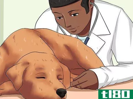 Image titled Diagnose Canine Allergies Step 6