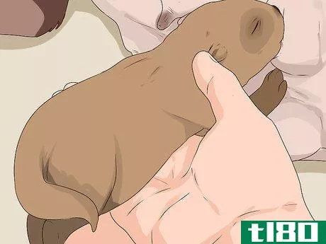 Image titled Ensure Passive Immunity in Newborn Puppies Step 3