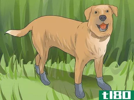Image titled Get Burrs Out of Dog Hair Step 10