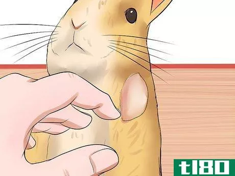 Image titled Diagnose Snuffles (Pasteurella) in Rabbits Step 5