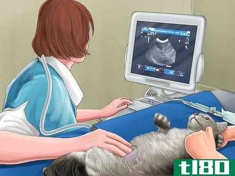 Image titled Feed a Pregnant or Nursing Cat Step 10