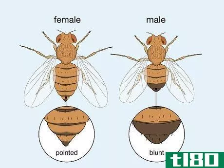 Image titled Distinguish Between Male and Female Fruit Flies Step 3