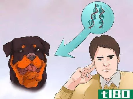 Image titled Diagnose Arthritis in Rottweilers Step 10