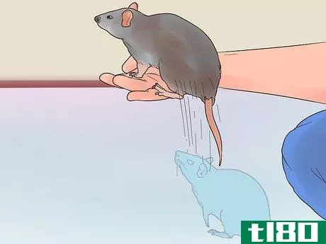 Image titled Exercise a Pet Rat Step 8