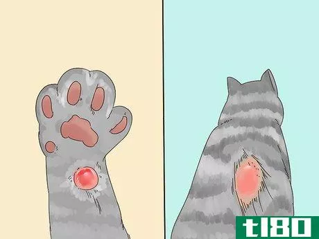 Image titled Diagnose and Treat Frostbite in Cats Step 2