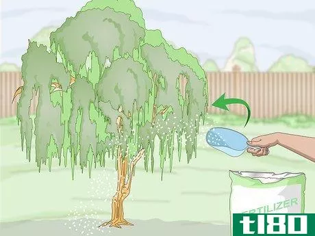 如何给树木施肥(fertilize trees)