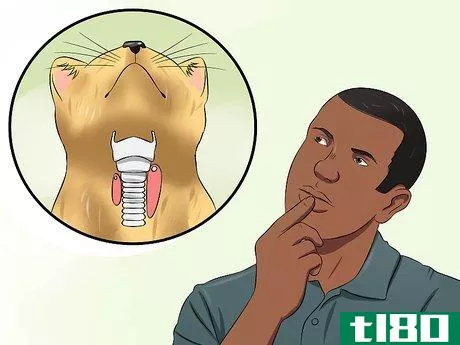 Image titled Diagnose High Thyroid Levels in a Cat Step 12