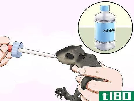Image titled Feed a Baby Raccoon Step 13