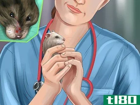 Image titled Diagnose Hamster Respiratory Illnesses Step 1