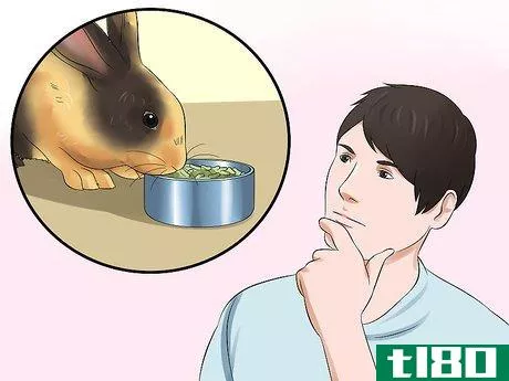 Image titled Diagnose Digestive Problems in Rabbits Step 7