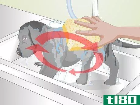 Image titled Eliminate Dog Smell Step 10