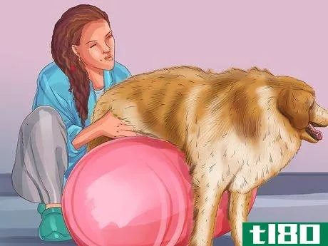 Image titled Get Canine Physical Therapy Step 3
