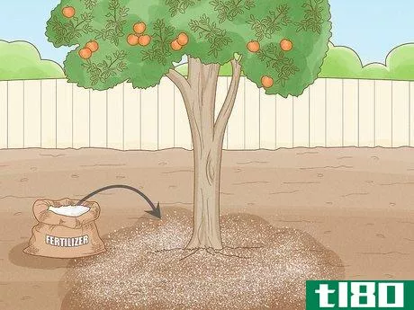 Image titled Fertilize a Citrus Tree Step 10