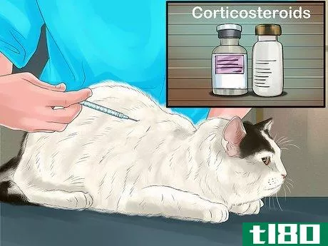 Image titled Diagnose and Treat Flea Allergies in Cats Step 11