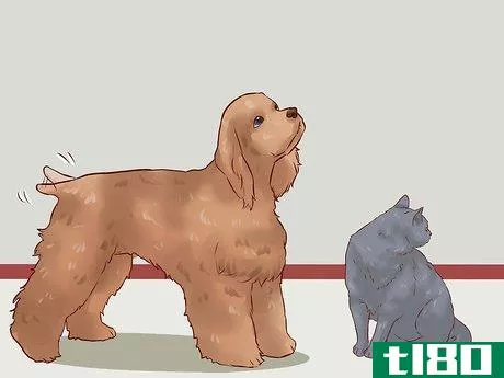 Image titled Discipline Cats Step 1