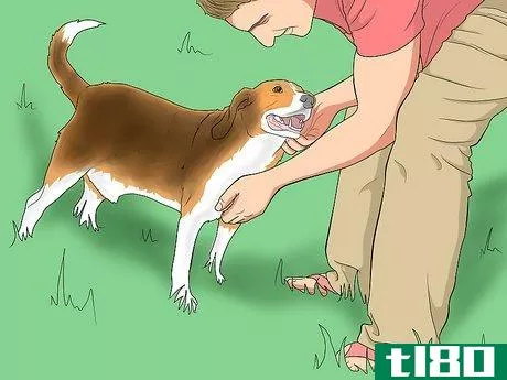 Image titled Engage in Healthy Play with Your Dog Step 1