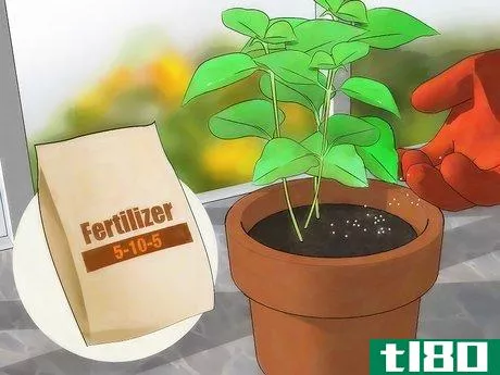 Image titled Fertilize Lantana Step 8