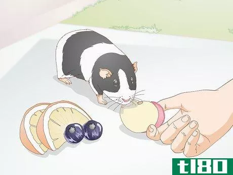 Image titled Feed a Guinea Pig a Well Balanced Meal Step 6
