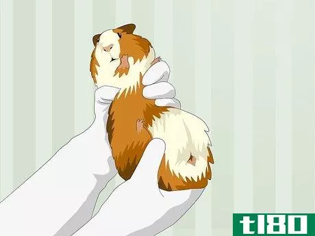 Image titled Determine the Sex of a Guinea Pig Step 4
