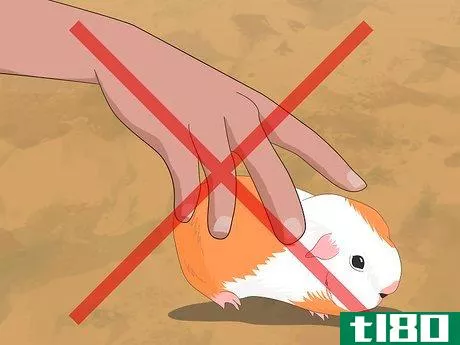 如何确定豚鼠的性别(determine the sex of a guinea pig)