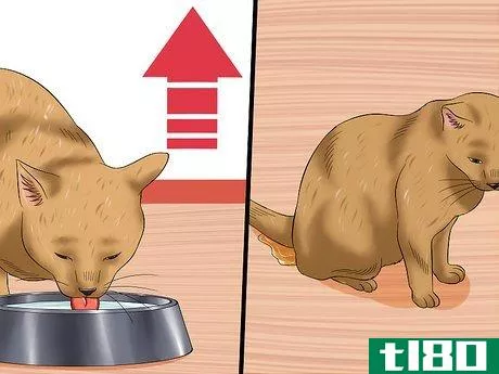 Image titled Diagnose High Thyroid Levels in a Cat Step 3