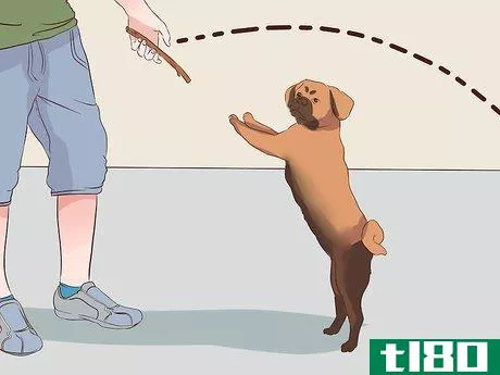 Image titled Exercise With Your Dog Step 18