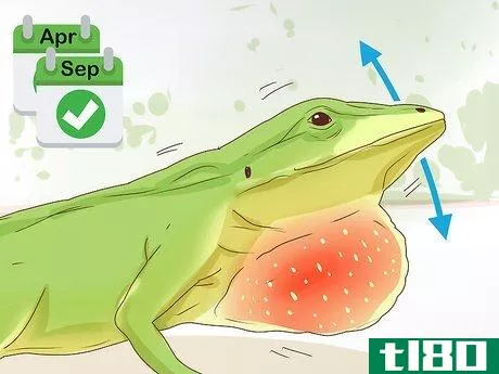 Image titled Determine the Sex of a Green Anole Step 6
