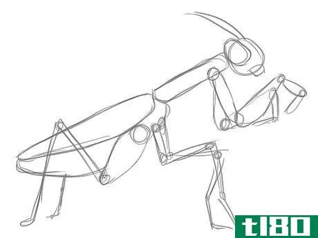 如何画一只螳螂(draw a praying mantis)