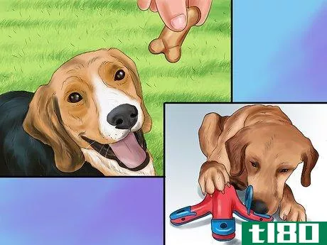 Image titled Encourage Your Senior Dog to Play Step 1