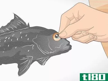 Image titled Do Gyotaku Fish Rubbing Step 30