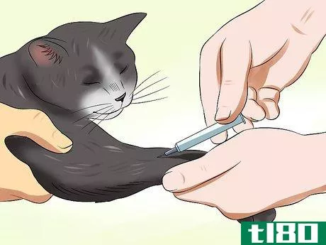 Image titled Diagnose High Thyroid Levels in a Cat Step 10
