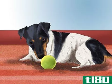 Image titled Encourage Your Senior Dog to Play Step 9
