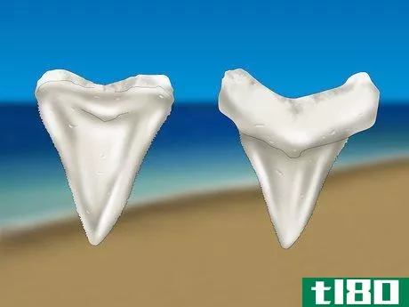 Image titled Find Shark Teeth Step 8