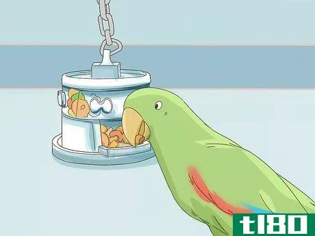 Image titled Feed an Eclectus Step 7