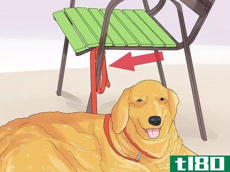Image titled Dine Out with Your Dog Step 11