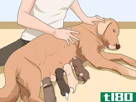 Image titled Ensure Passive Immunity in Newborn Puppies Step 5