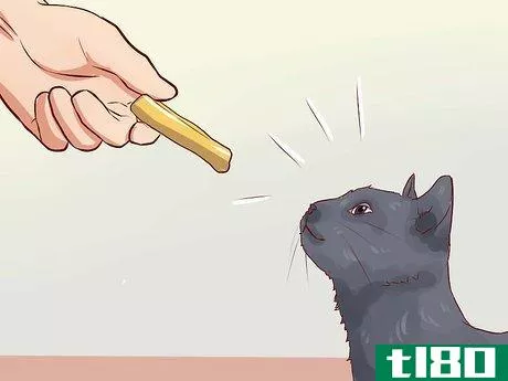 Image titled Discipline Cats Step 2
