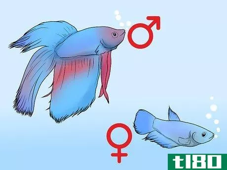 Image titled Determine the Sex of a Betta Fish Step 2