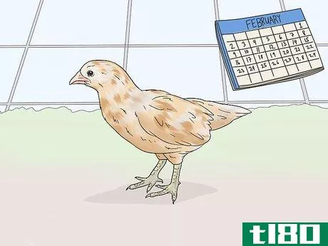Image titled Determine the Sex of a Chicken Step 5