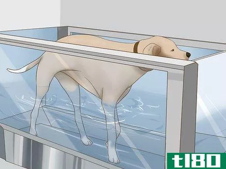 Image titled Exercise a Senior Dog on a Water Treadmill Step 6